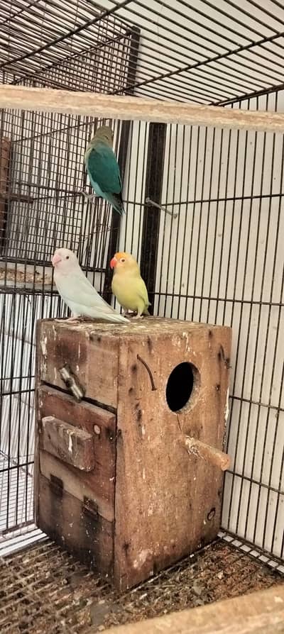 love birds confirm pair sale