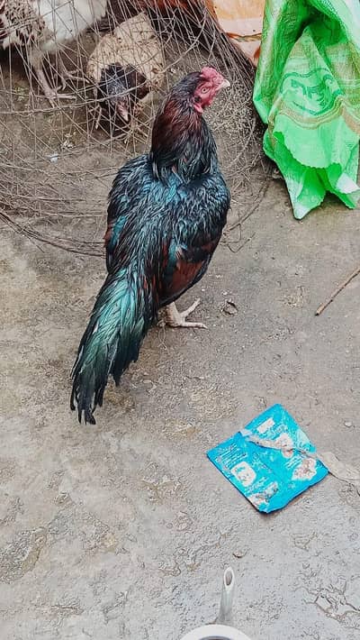 aseel pure. old blood, mianwali