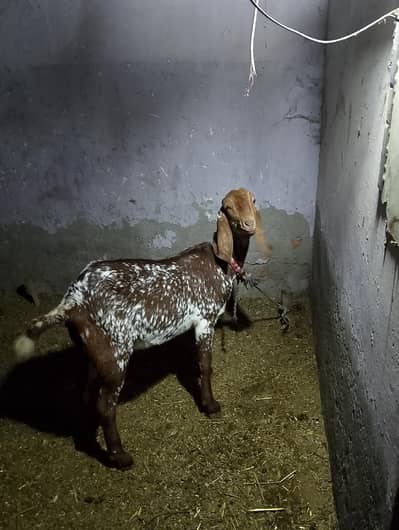 makhichini gaban bakri