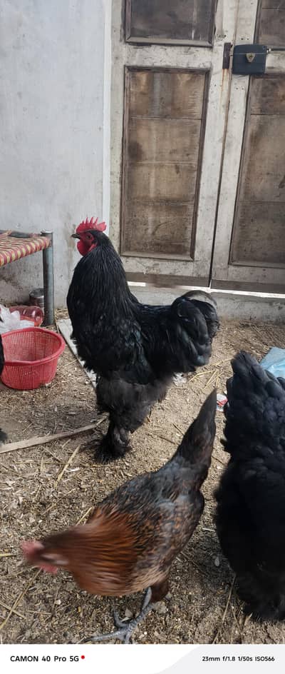 black cochin egg laying healthy breeders
