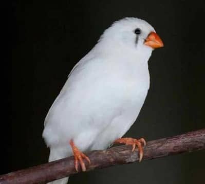 pair of zebra finch
