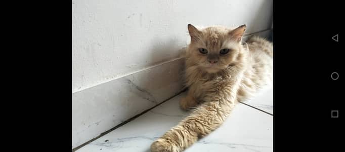 Best house trained male cats available first come first buy best kids