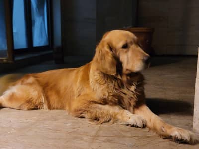 Golden Retreiver Female