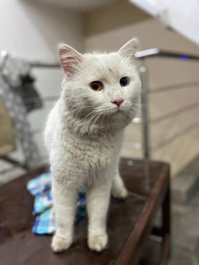 Two different colour eyes Persian male cat