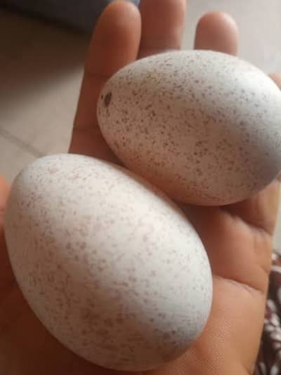 *"ترکی کے انڈے برائے فروخت – تازہ اور خالص"*