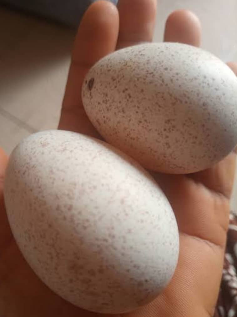 *"ترکی کے انڈے برائے فروخت – تازہ اور خالص"* 0