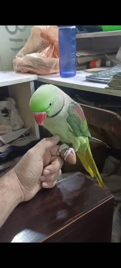 Raw parrot main mithu