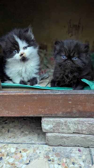 ADORABLE PERSIAN KITTEN PAIR