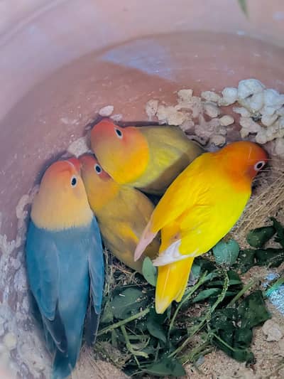 lovebirds, jawa pairs & cages for sale