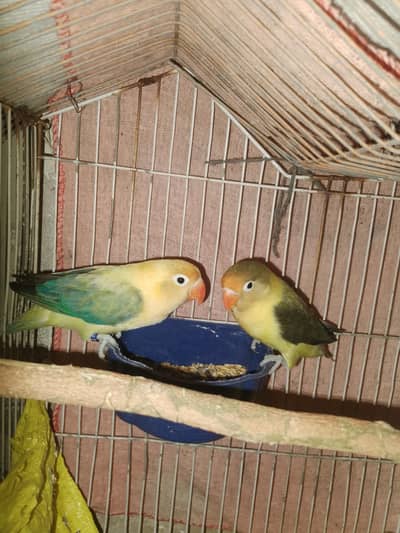 lovebirds adult pair flying all ok nail tail all ok