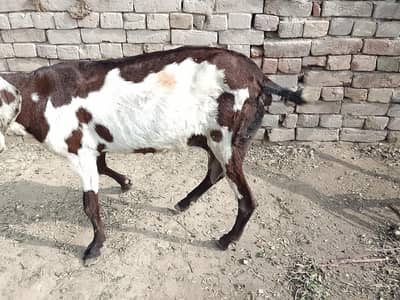 Dasi Bakri balkul tayer hakuch din lati ha