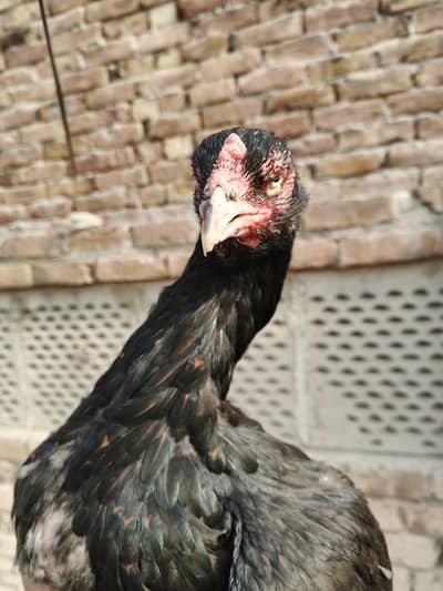 lasni madi high coulty aseel nice madi 