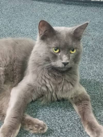 Punch face cat male 8 months