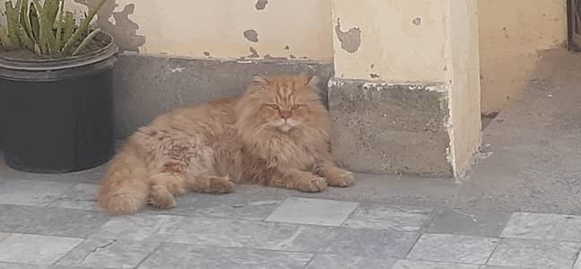 Male Persian Cat