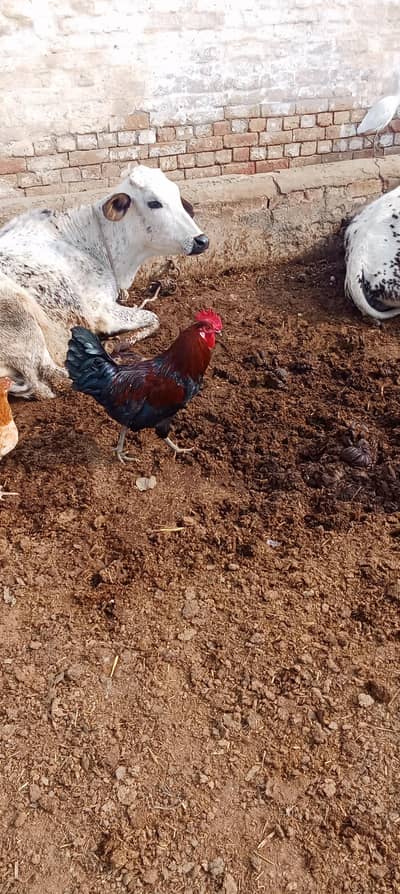 Golden Misri 5 Murgah