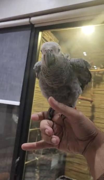 African grey parrot for sale