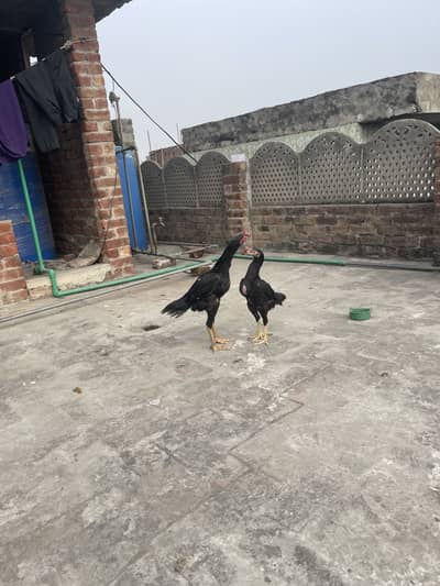 Aseel black shamo pair ghar k pallay huay