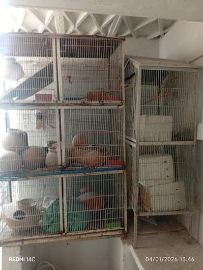 cages for birds