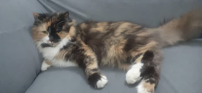 Female Persian Cat  For Sale