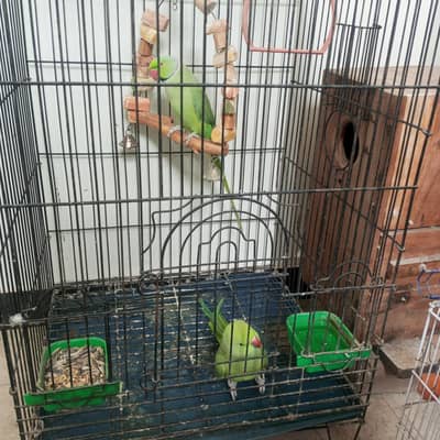 Breeder Ringneck pair