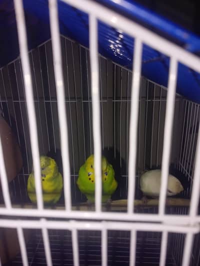 Australian birds and iron cage