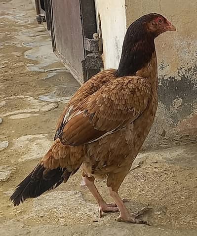 2 aseel hens for sale