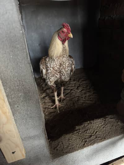 Top Quality One Eye Shajra Breeder For Sale. . 03331589451