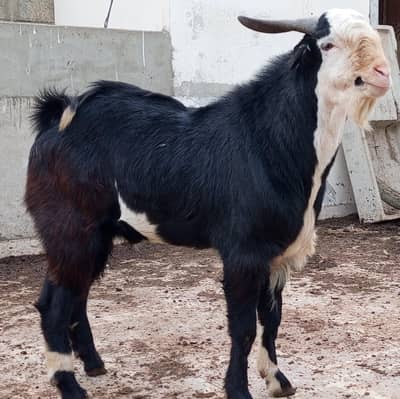 ablak breeder available