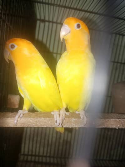 love birds pair