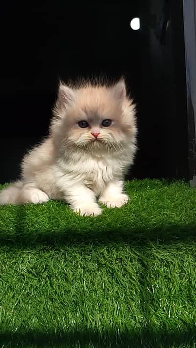 pure Persian Peke blood line kittens