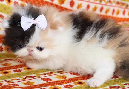 Persian Peki/Peke kitten