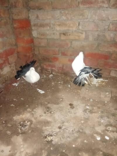 Black tail breeder pair