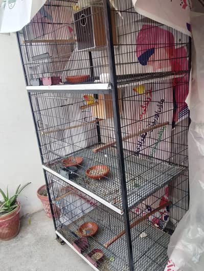 cage with parrots