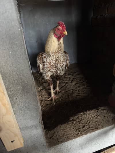 Top Quality Shajra Breeder For Sale. . 03331589451