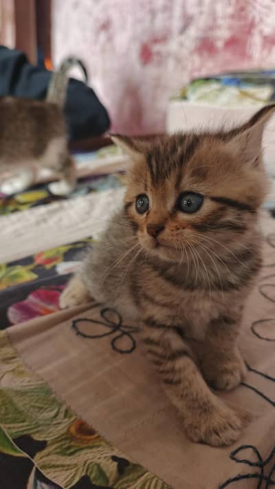 Female Baby kitty. . . Urgent sale. . interested buyrs contact