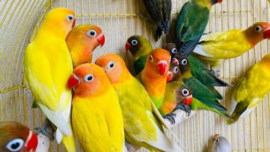 love bird breeder pairs