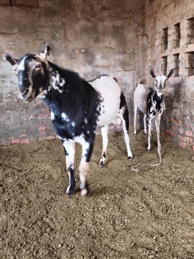 Galmori barbari pair