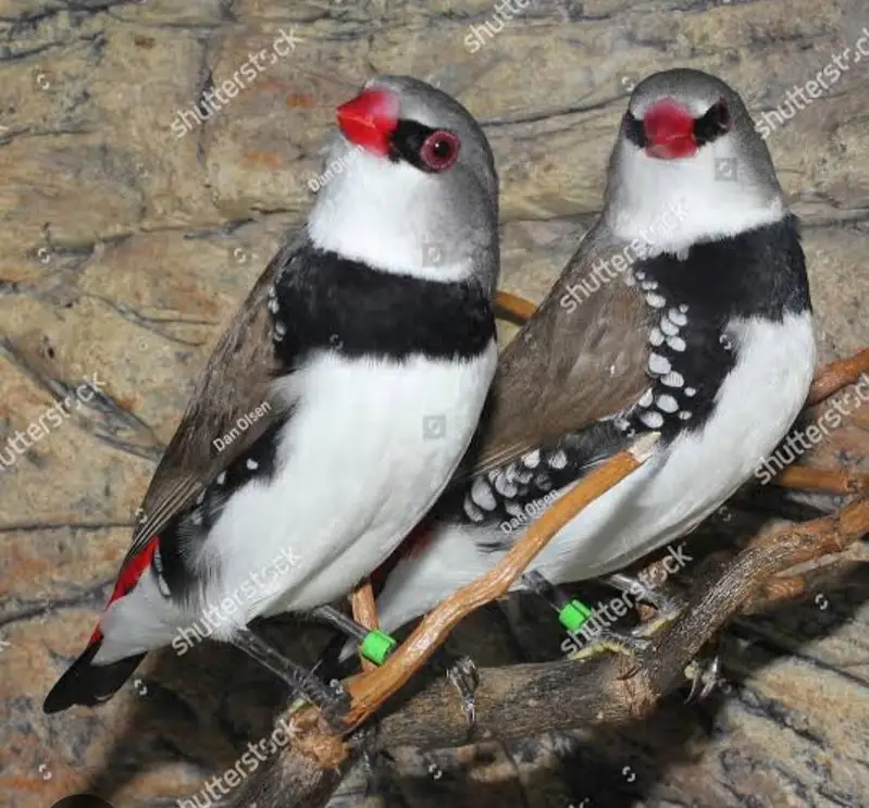 Red munia finch cinemon star finch,Full orange finch, sharftail finch — photo 5