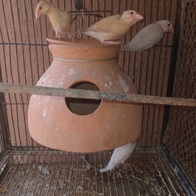 Fawn & Silver Java Phatty