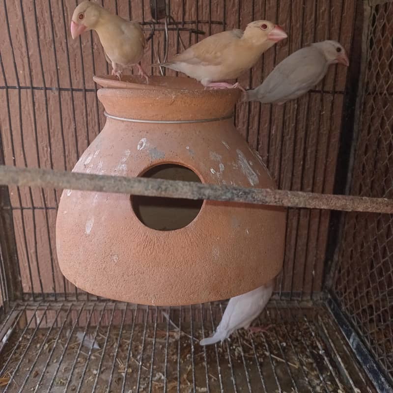 Fawn & Silver Java Phatty 0