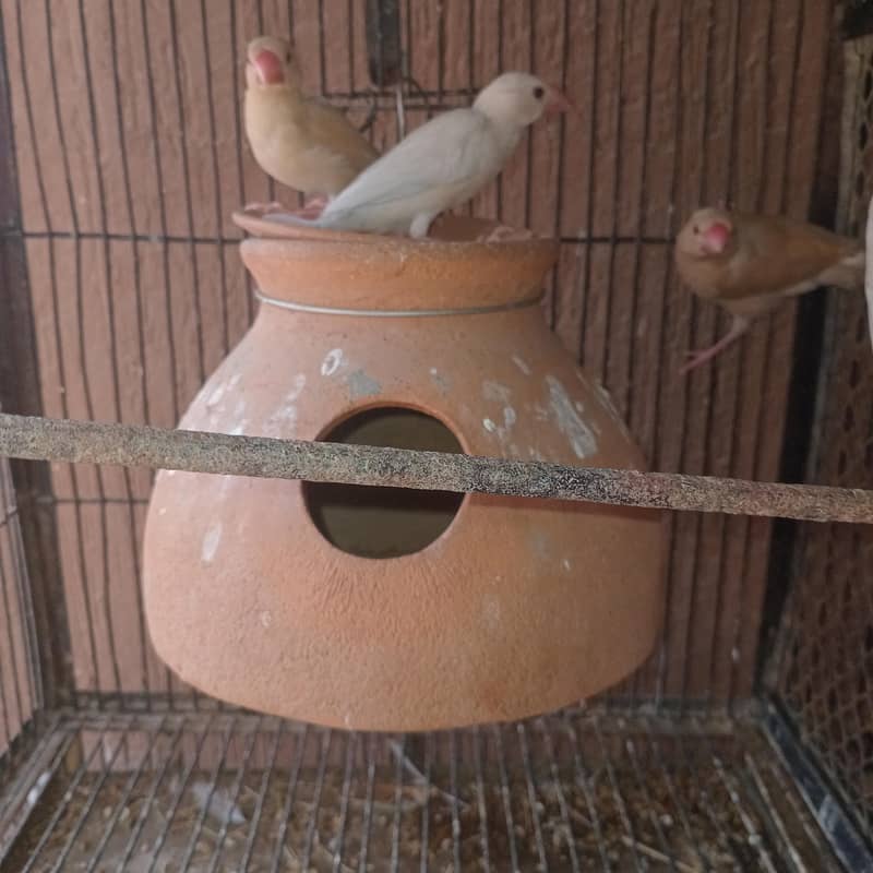 Fawn & Silver Java Phatty 1