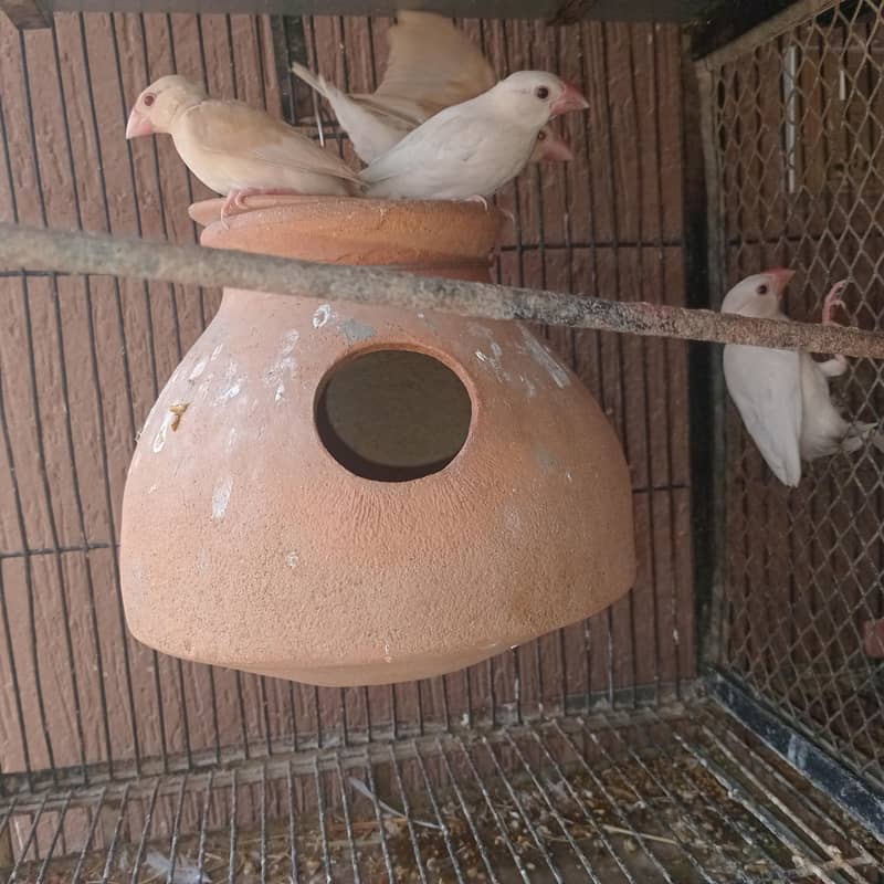 Fawn & Silver Java Phatty 2