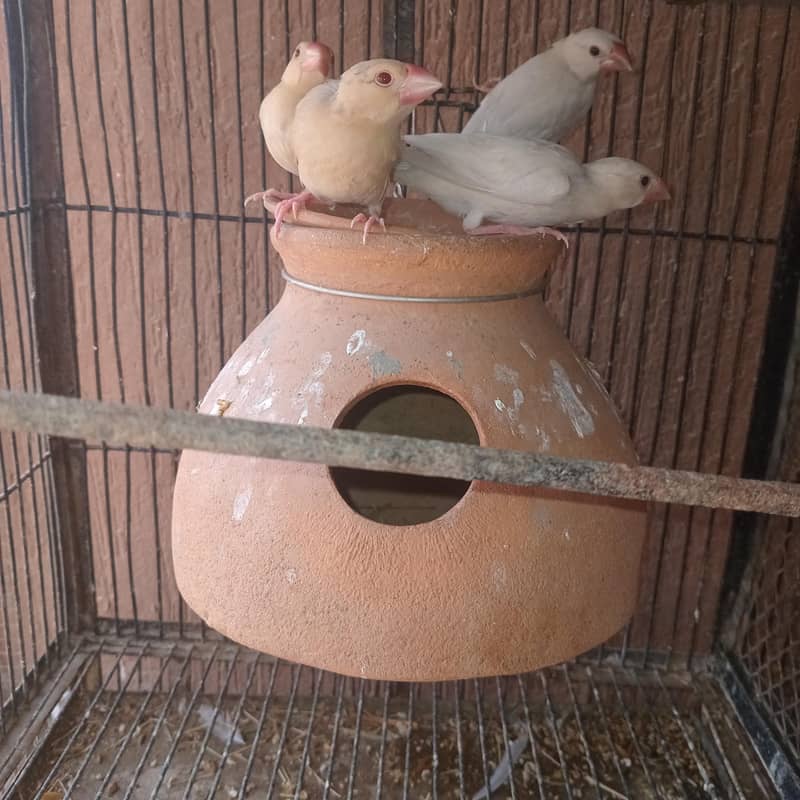 Fawn & Silver Java Phatty 3