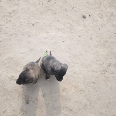 bakarwal dog for sale