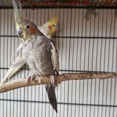 cockatiel breeder pair for sale