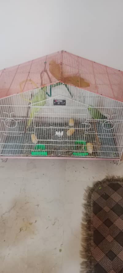 Parrot cage