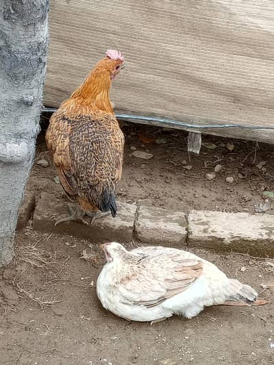6 hens for sale each hen Price 2400