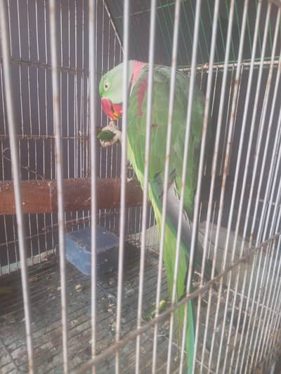 Alexzander parrot