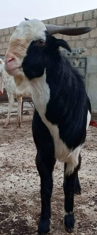 ablak breeder available