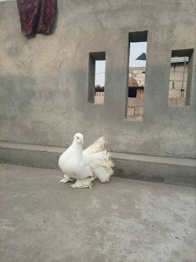 lakkay English fantail pammoz